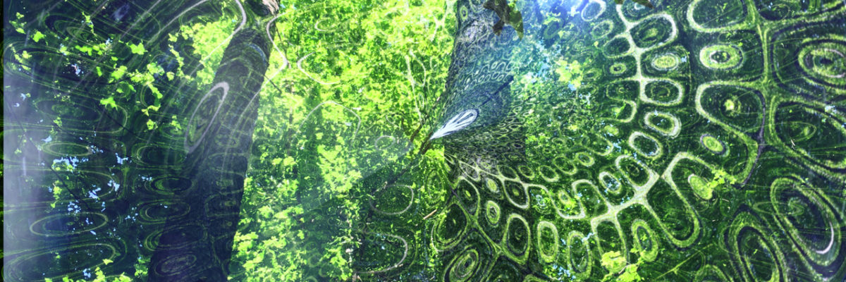 looking up into the Carolinian forest canopy with superimposed primal forest image