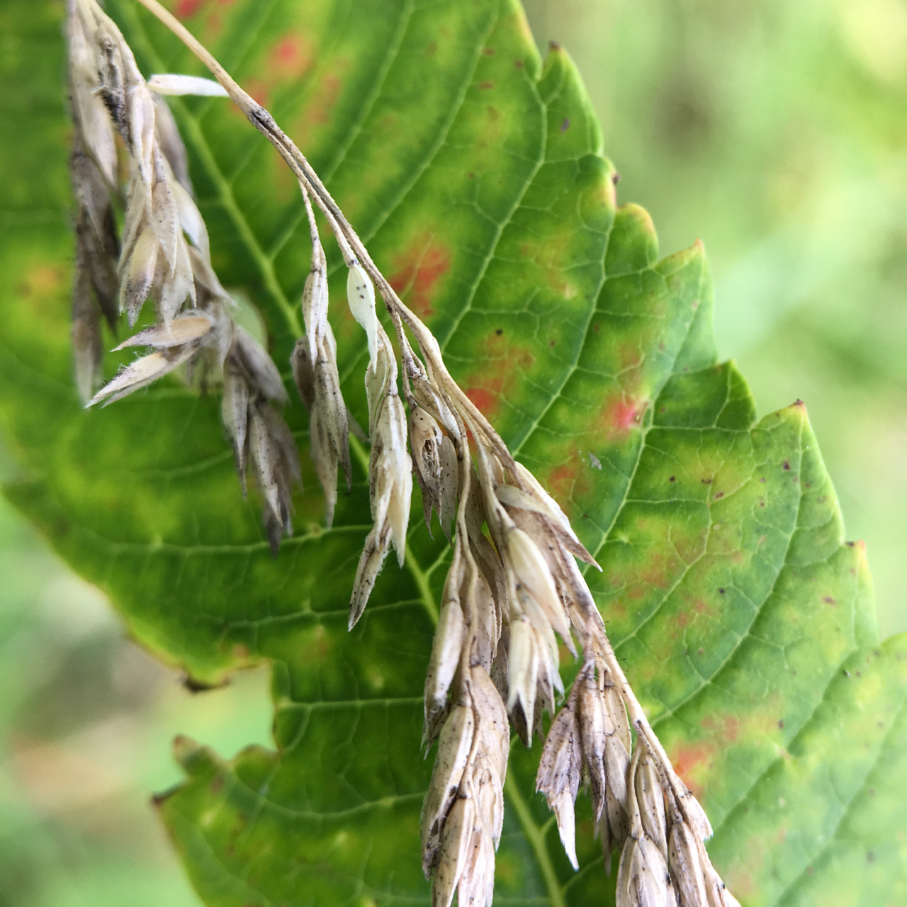 macro shot of seed heads of wild grasses draped on top of sumac leaf slightly crimsoned