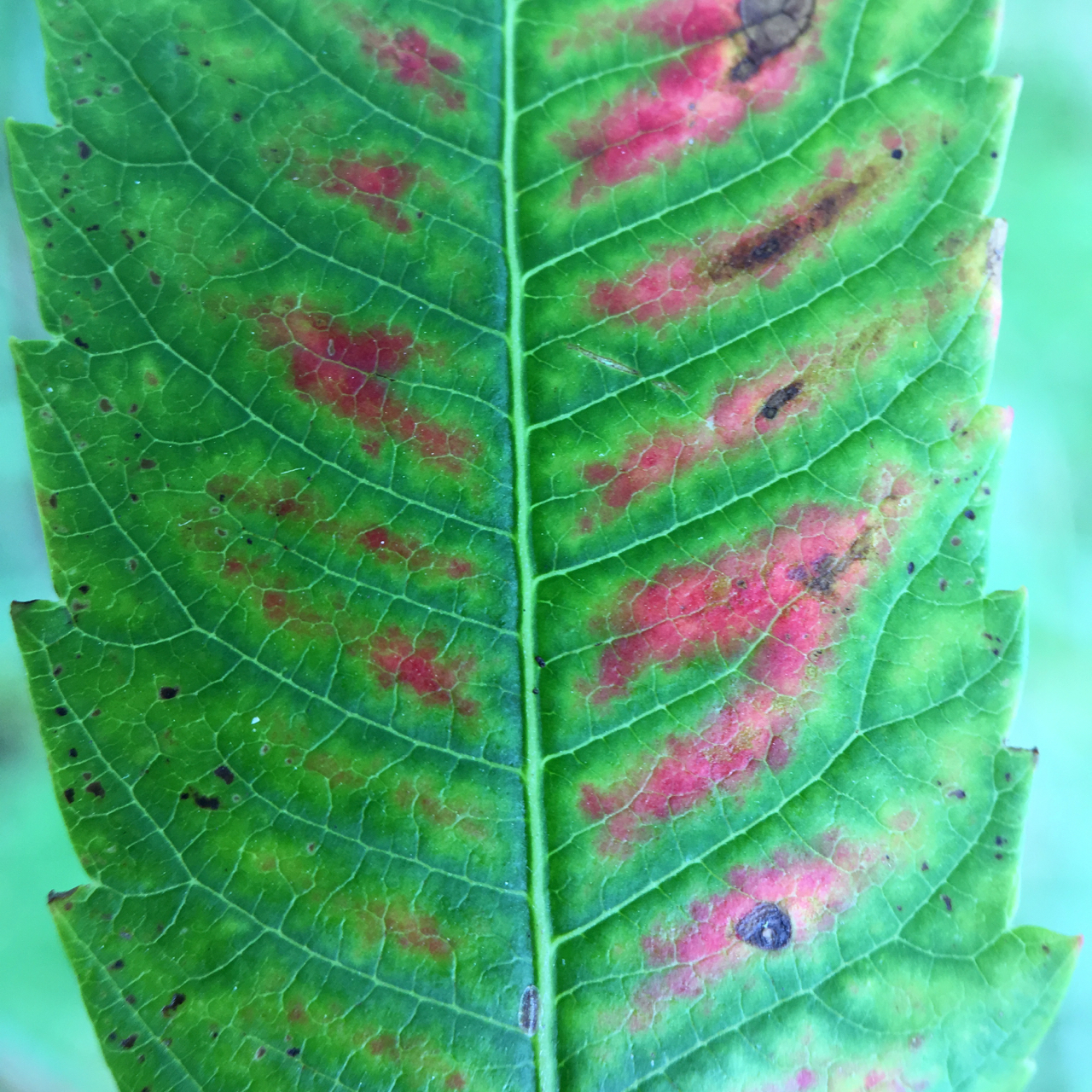 sumac leaf in macro, beginning to turn red