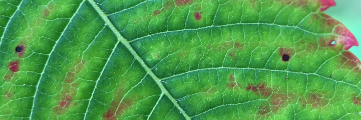 macro shot of green sumac leaf edged with red