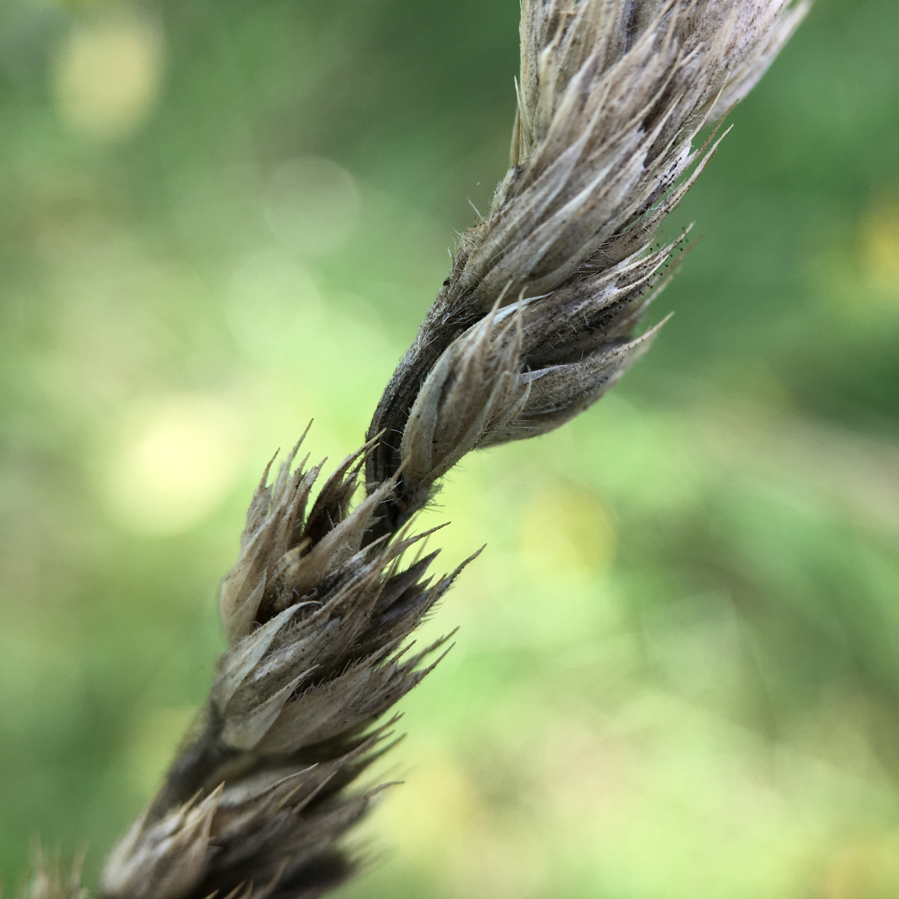 Tall Grass Prairie