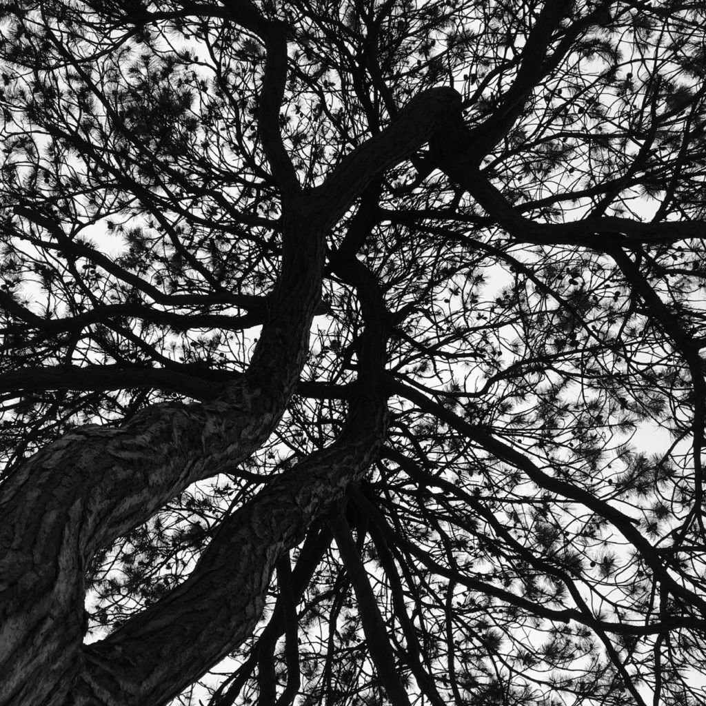 view up into the branches of dual-trunked red pine tree