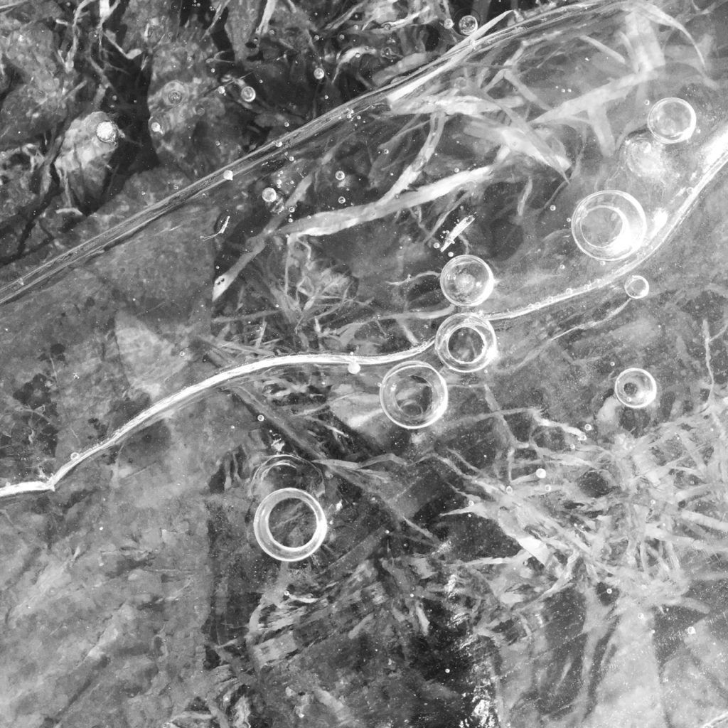 BW photo study in ice above grass with bubbles lit