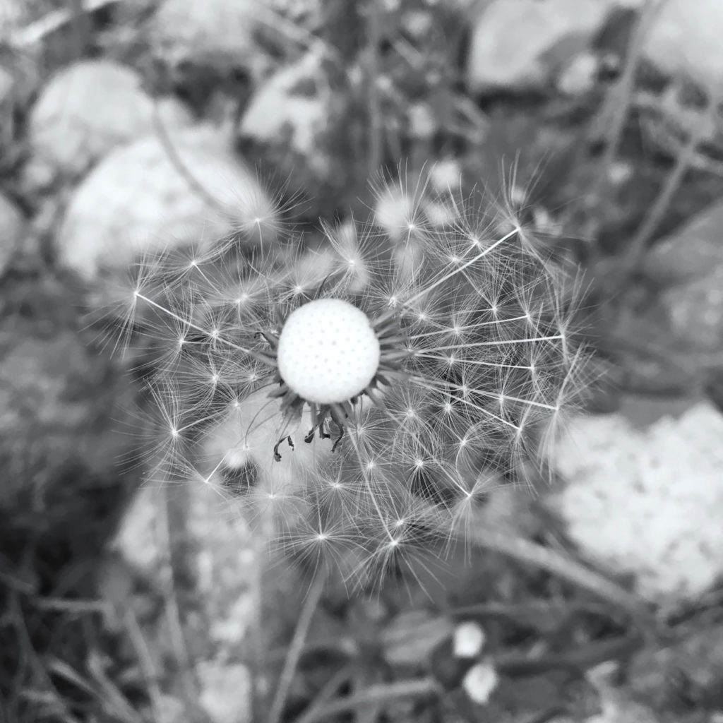 image for Believe... image in BW dandelion with wishes surrounding the centre
