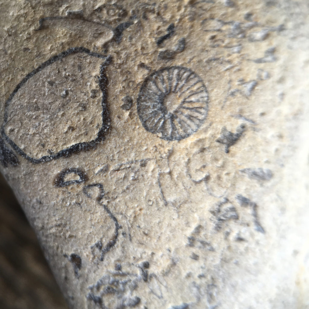 picture of fossils in rock