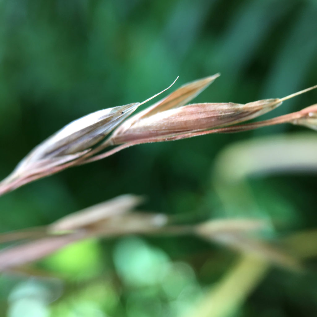 seed head of native grasses growing on the banks of the Thames River, London, Ontario