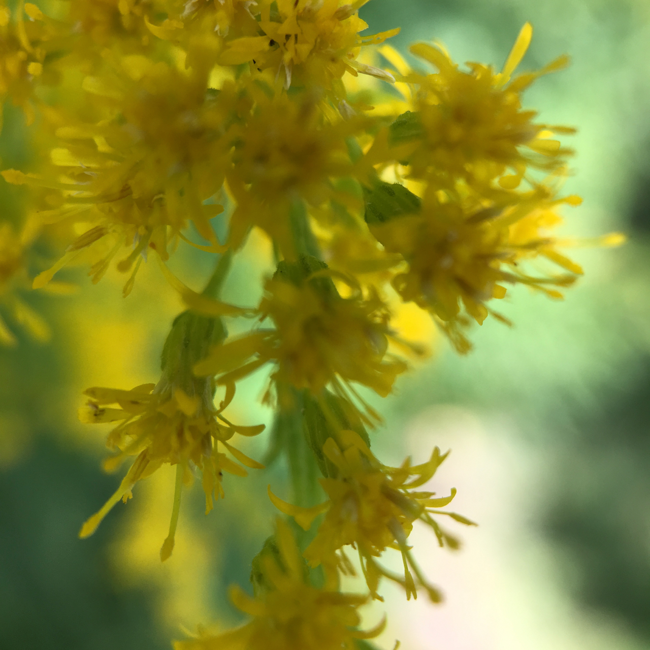 announcing international Travel for River Rivery with yellow forsythia blossoms up close in London Ontario