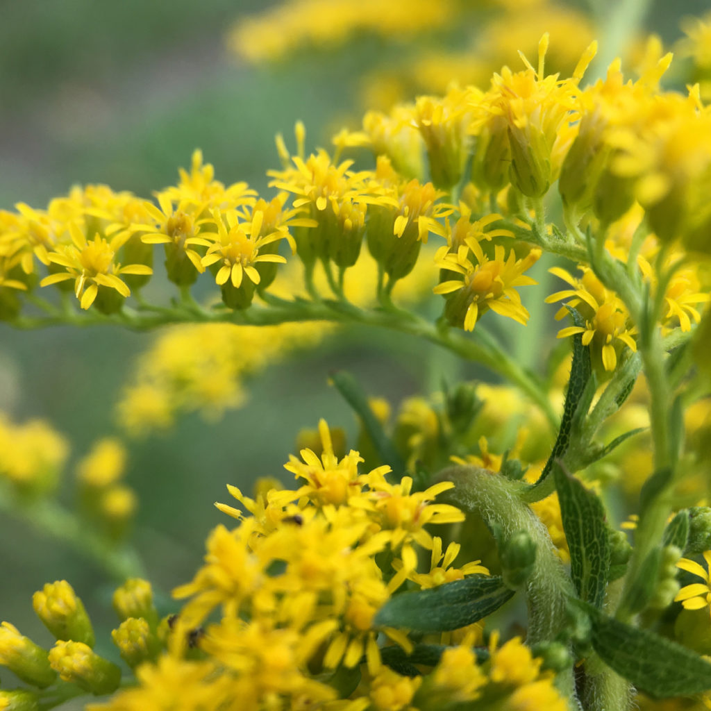 announcing international Travel for River Rivery with yellow forsythia blossoms up close in London Ontario
