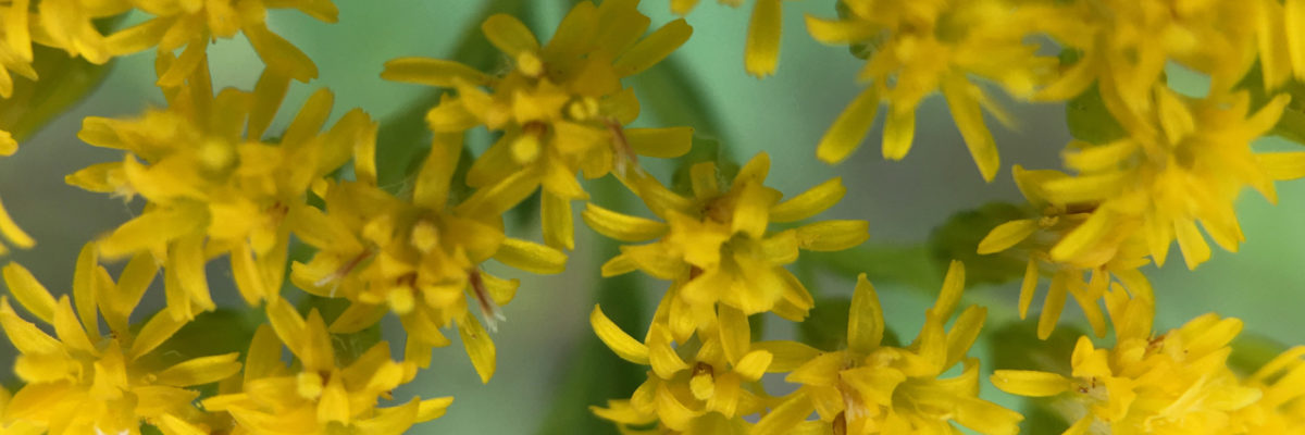 announcing international Travel for River Rivery with yellow forsythia blossoms up close in London Ontario