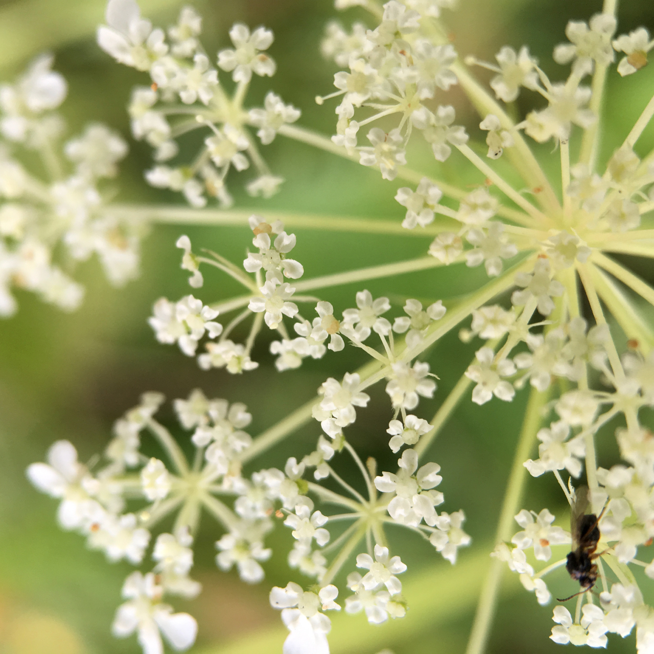 image for endorsements for River Revery