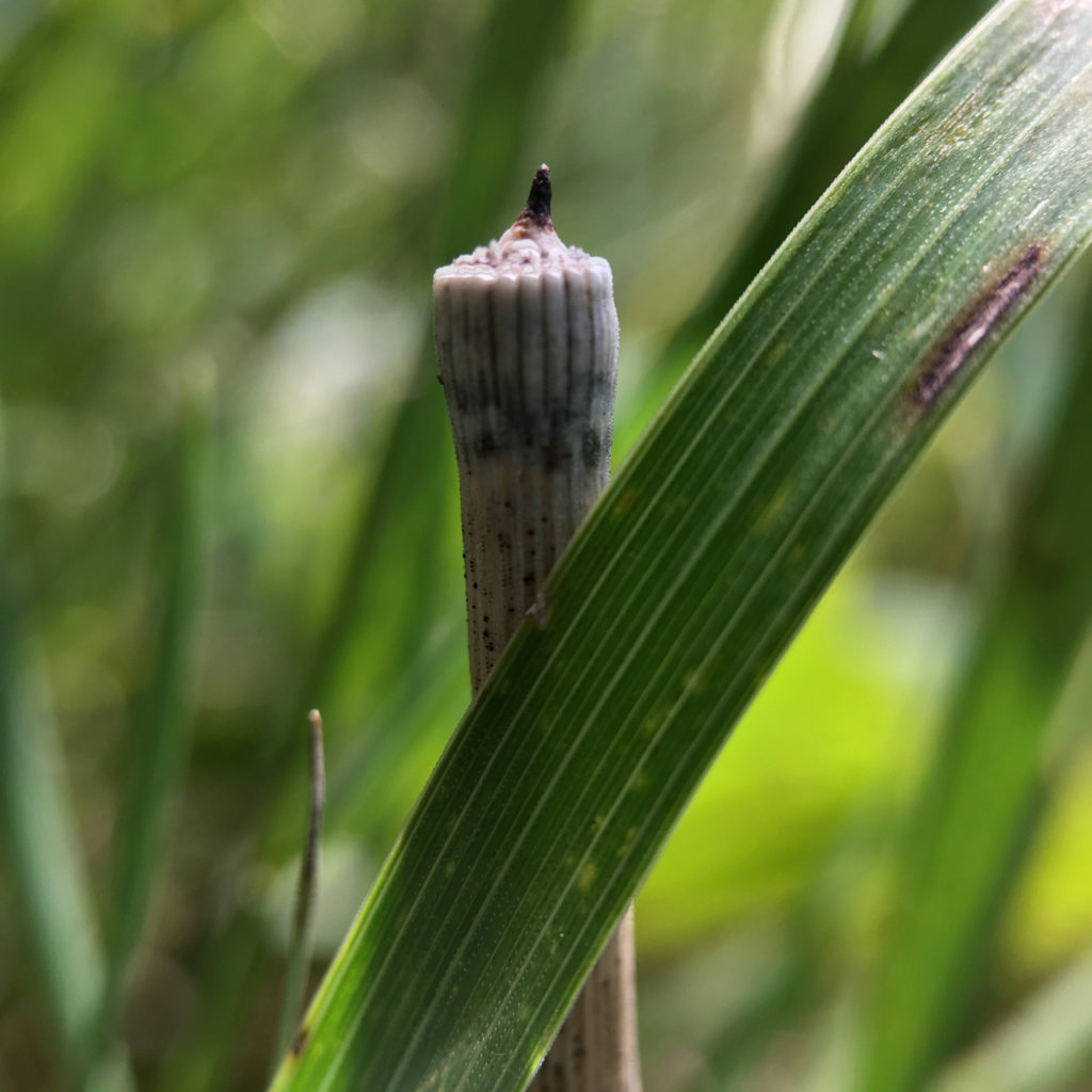 close to history macro photo of tip of equisetum