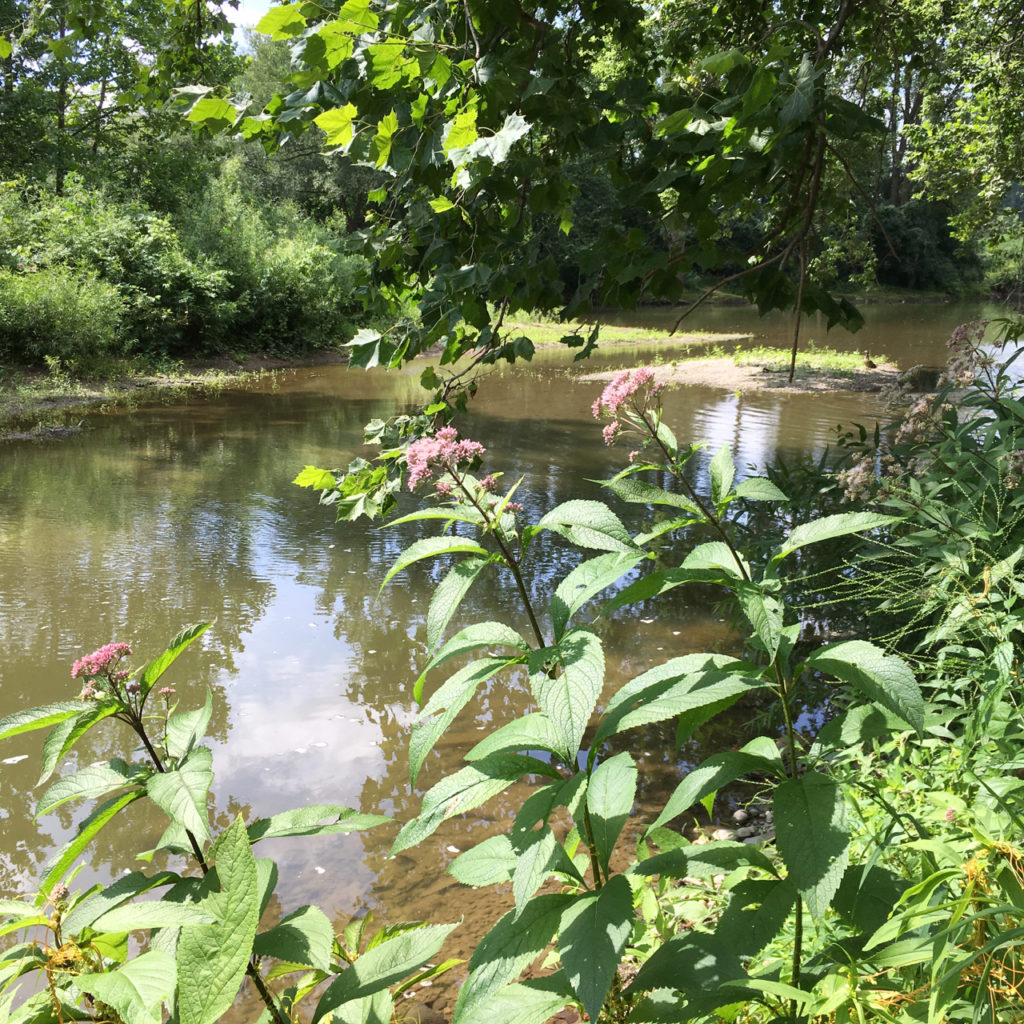 Joe Pye weed photo of Kilally Meadows inner bay with Joe Pye weed in the foreground