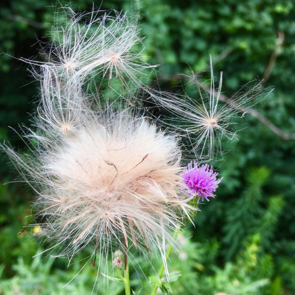 a milkweed wish about to fly off the plant with purple thistle