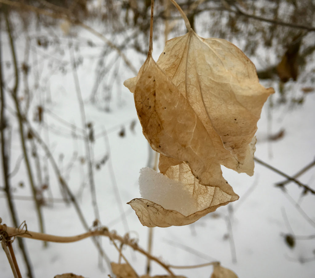 image for River Revery began with snow cradled within the curl of a dried leaf still attached to the branch