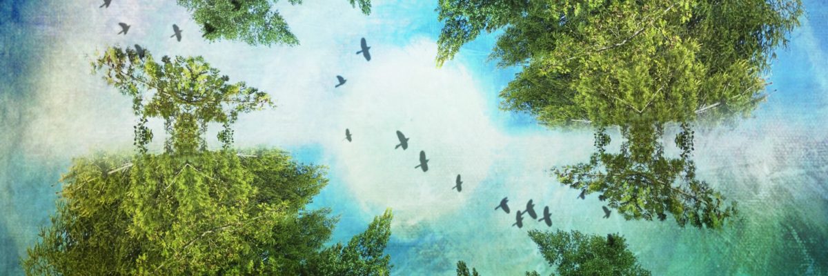 Wishing Well image with birds eye view of a circle of trees, birds flying across the middle, textured blues background
